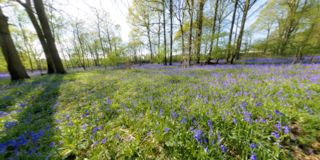 Bluebell woods